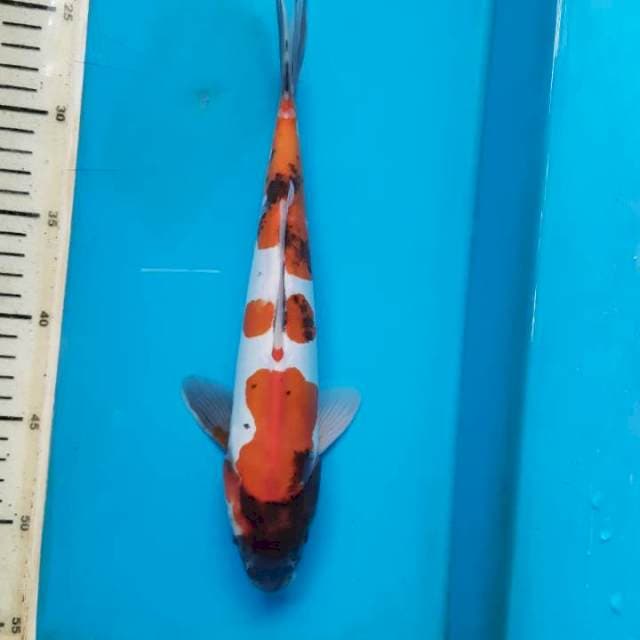 #doitsu showa tategoi 30cm