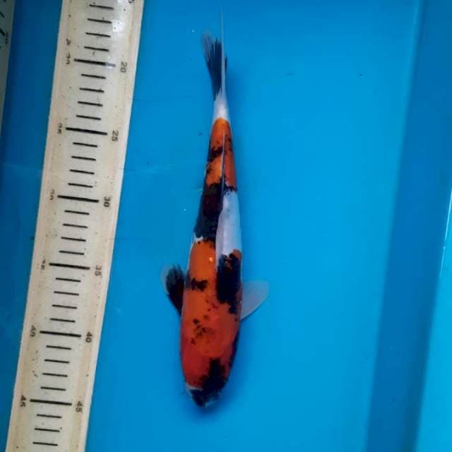 #doitsu showa 28cm