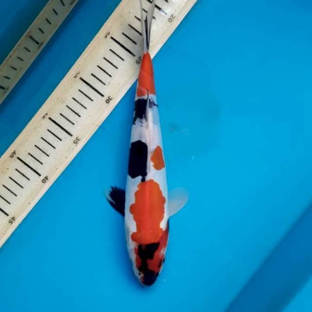 #doitsu kindai showa 26cm