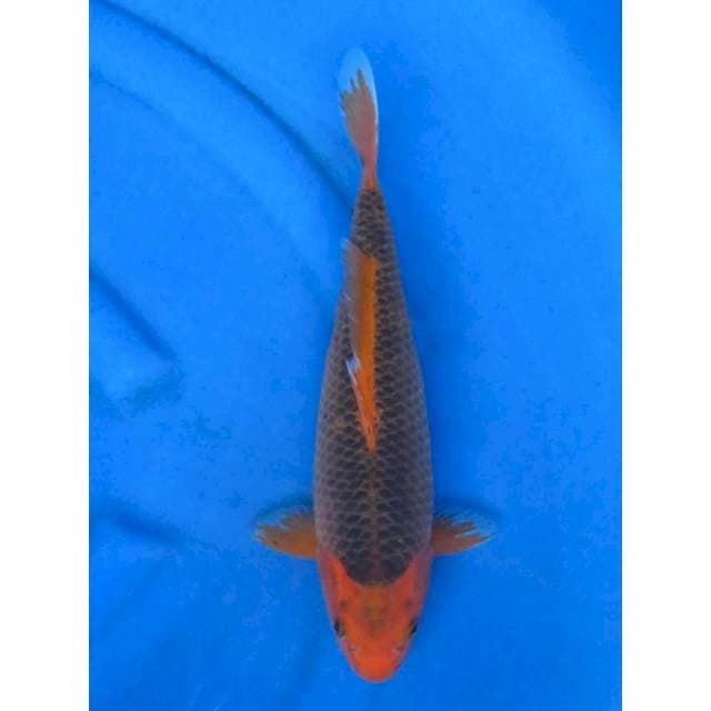 35cm - Aka Matsuba ,
