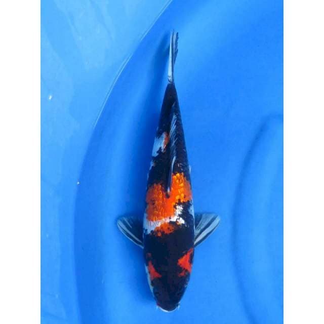 34cm - Showa Ginrin Black