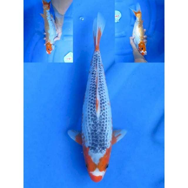 33cm ,- Asagi Antik