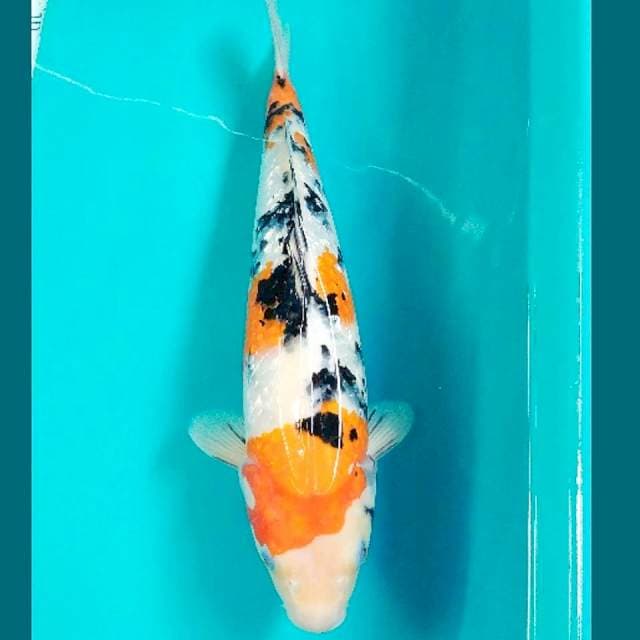 Sanke Ginrin Bulky 38cm