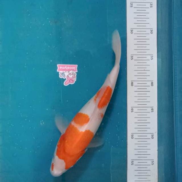 Kohaku 30cm