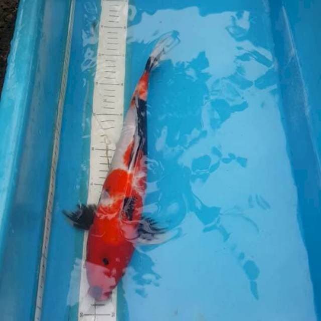 Male |34cm|