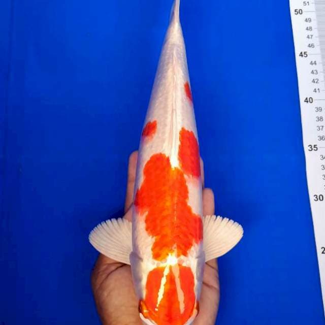 KOHAKU MARUTEN HIKARI 36cm