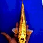 YELLOW MUKASI GINRIN 34cm