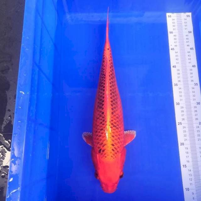 KIN MATSUBA RING RAPI 43cm