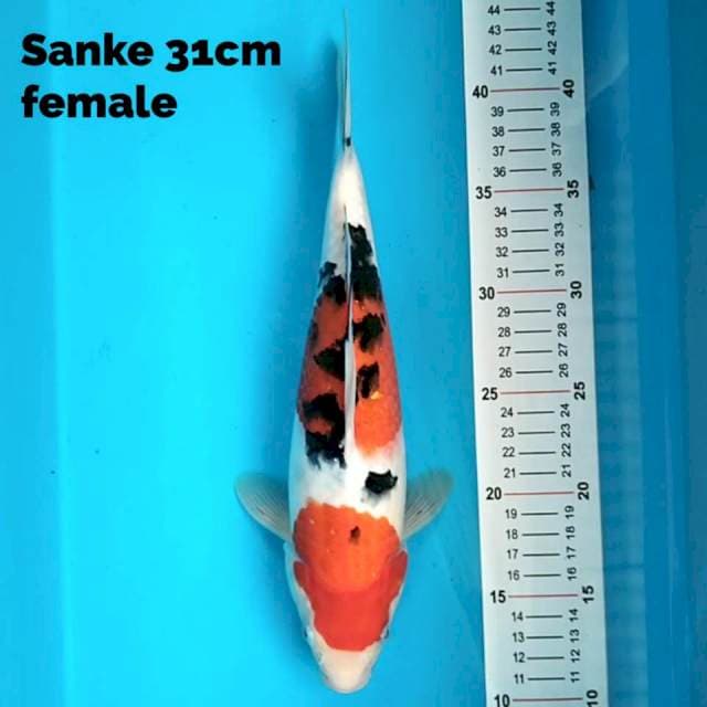 Sanke 31 cm