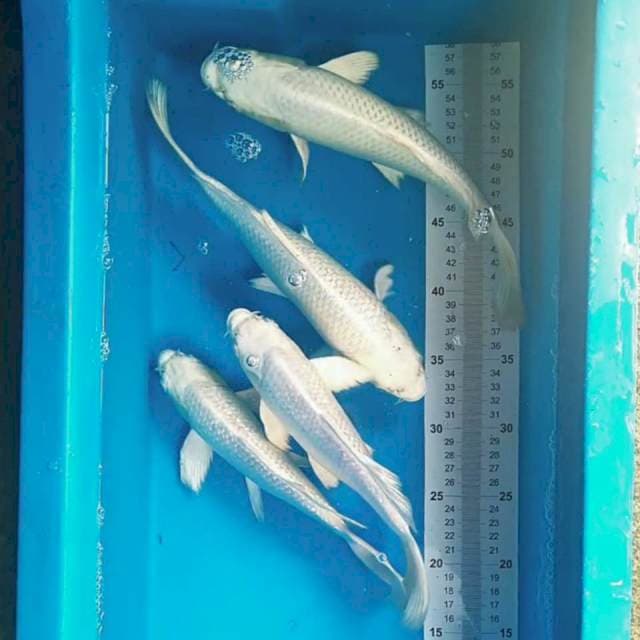 Platinum 25-30cm