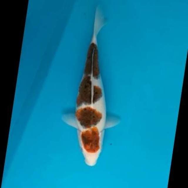31CM - GOROMO - F