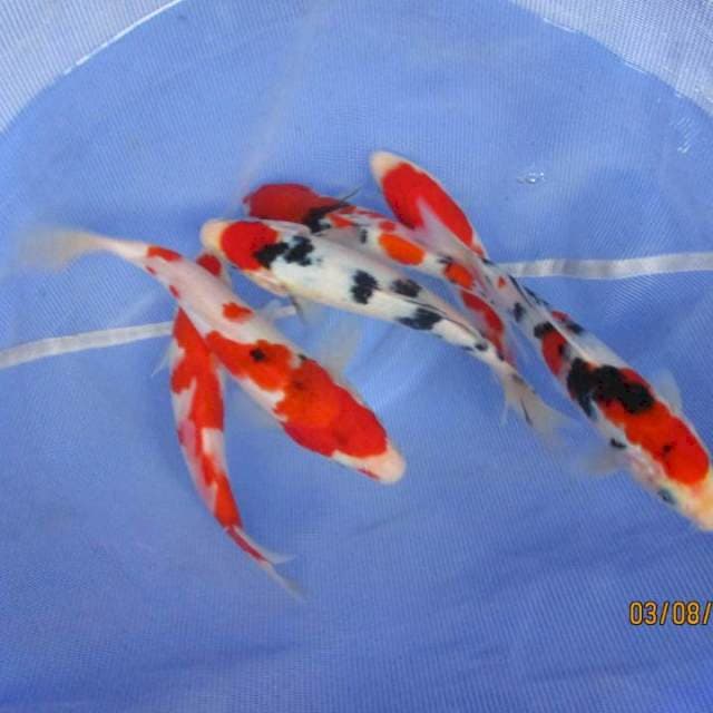 Mix