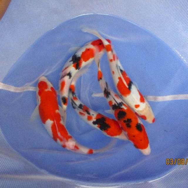 Mix koi