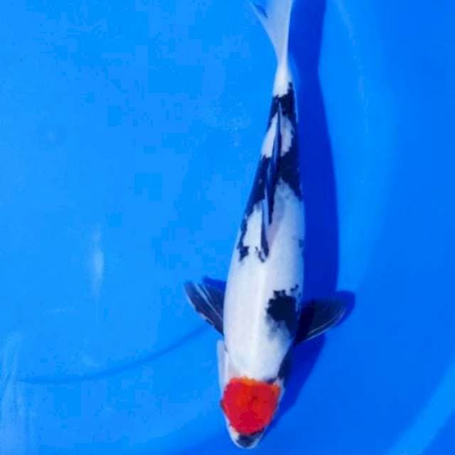 Tanco Showa A || 30cm