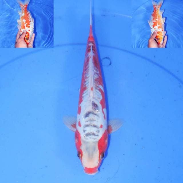 HANA SHUSUI 30cm