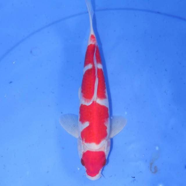 KAZUYA KOHAKU