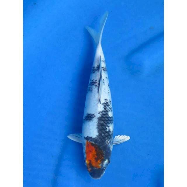 Tancho Showa Hikari - 24cm