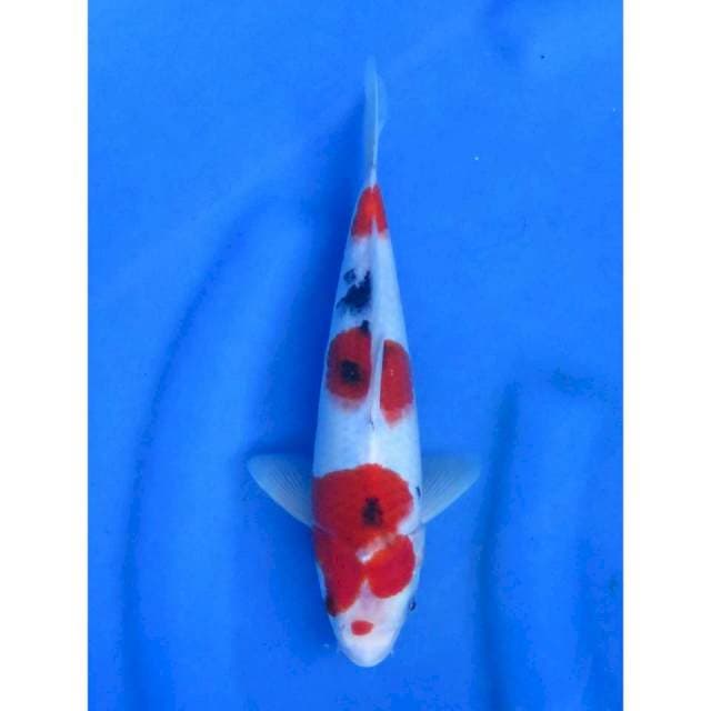 Red Sanke - 29cm