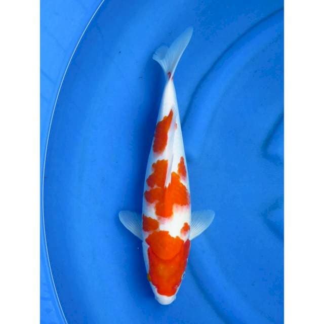 Jumbo kohaku - 41cm