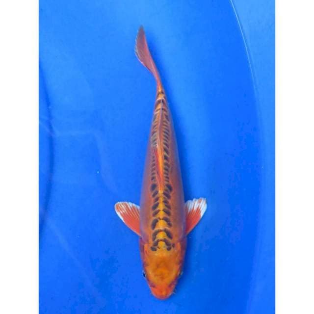 Mizhuo Ring Naga - 29cm