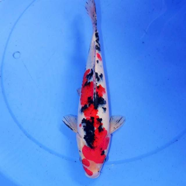 31CM SANKE SAKURA HITAM