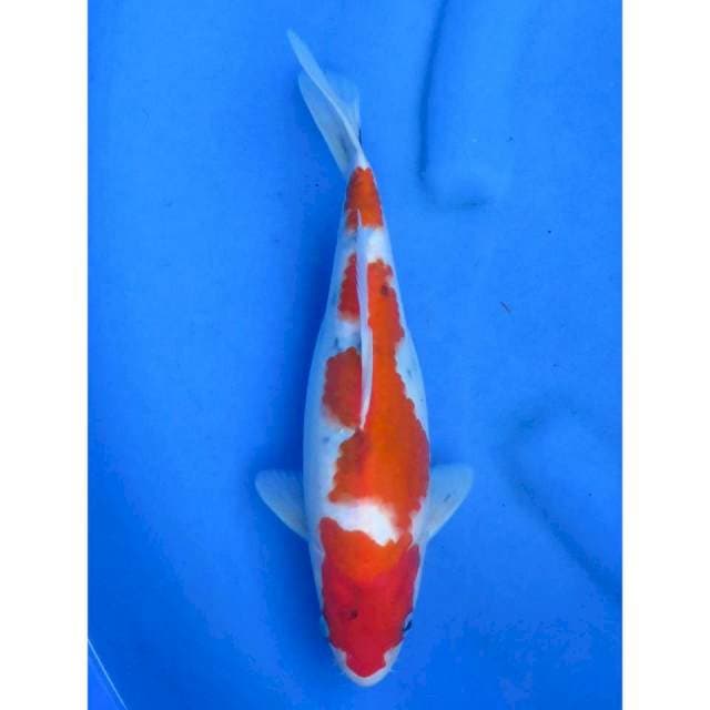 Sanke Tategoi - 30cm
