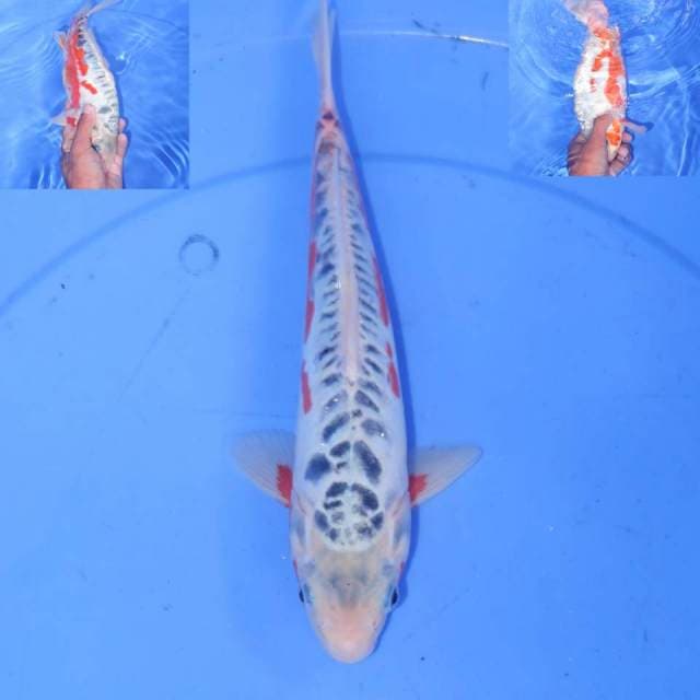 30cm SHUSUI HANA