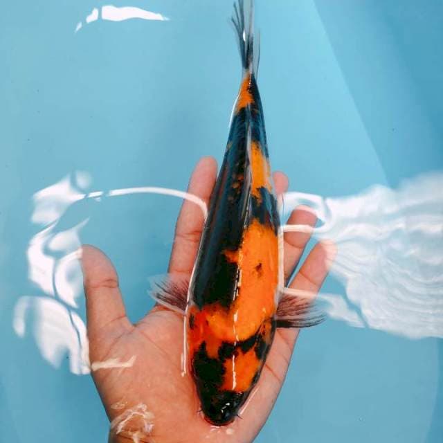 Hishowa25cm