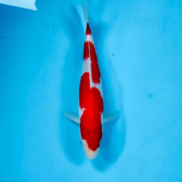 Kohaku, male 23 cm