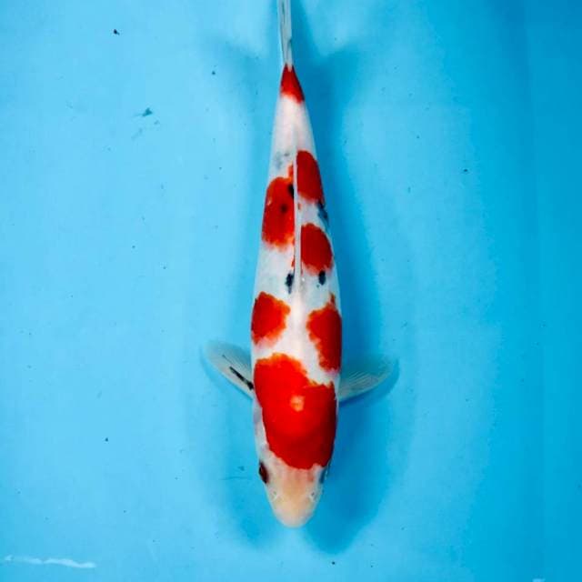 Sanke, male 28 cm