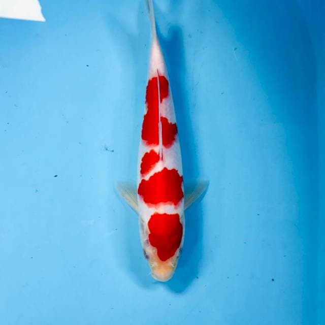 Kohaku, male 24 cm