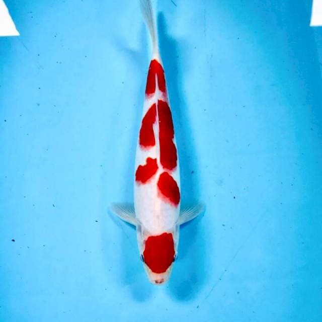 Ai Goromo, male 26 cm