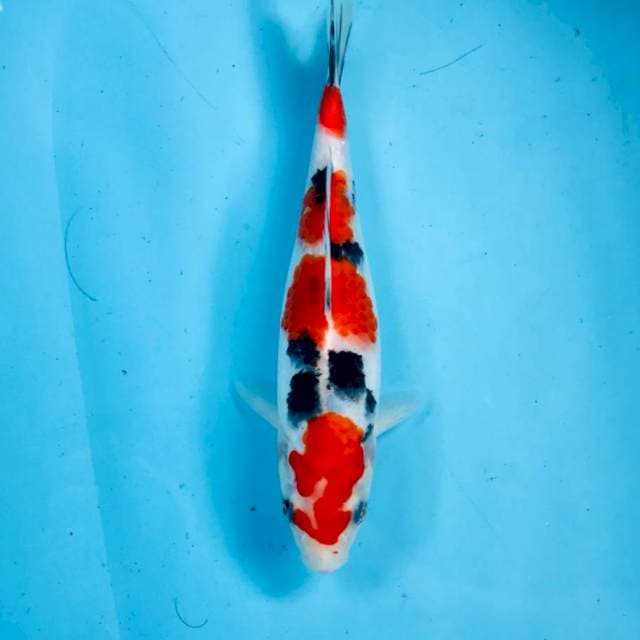 Sanke, 24 cm