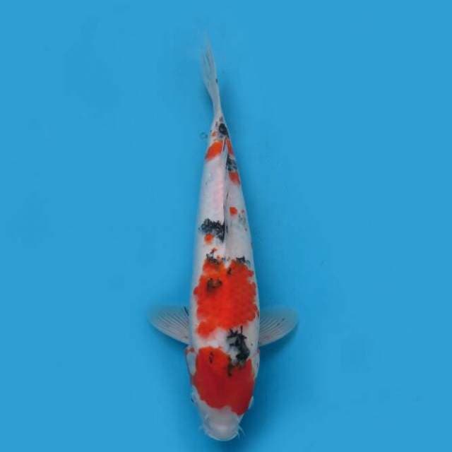 Sanke 37 cm
