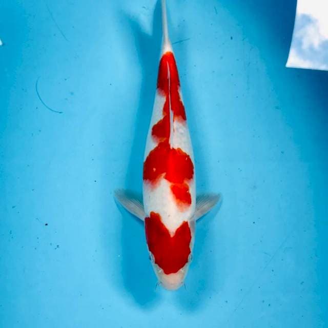 Kohaku, male 27 cm