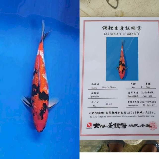 Gr Showa 30bu Dainichi 