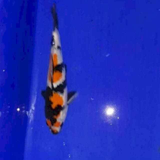 Showa 25 cm