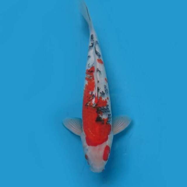 Sanke 35 cm