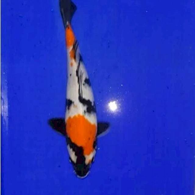 Showa 26 cm