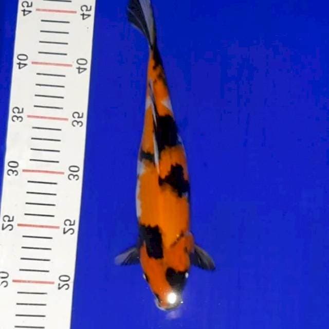 Ahowa 28 cm