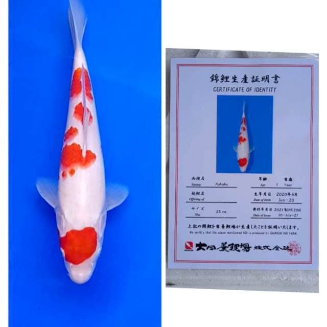 Kohaku Jos Dainichi