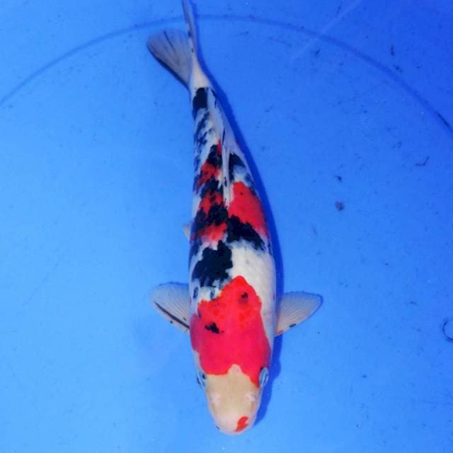 30CM SANKE BULKY