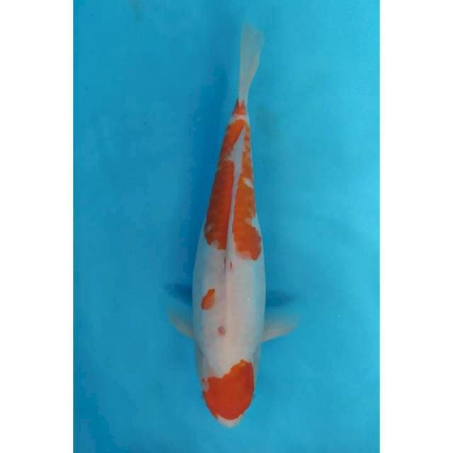 maruten aragoke 36 cm