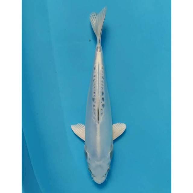 kikokryu 27 cm