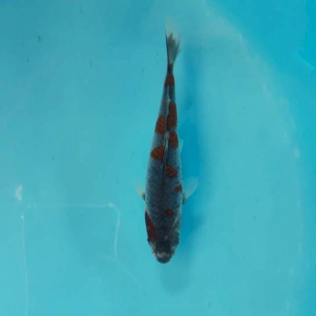 Ochiba Shigure 18cm