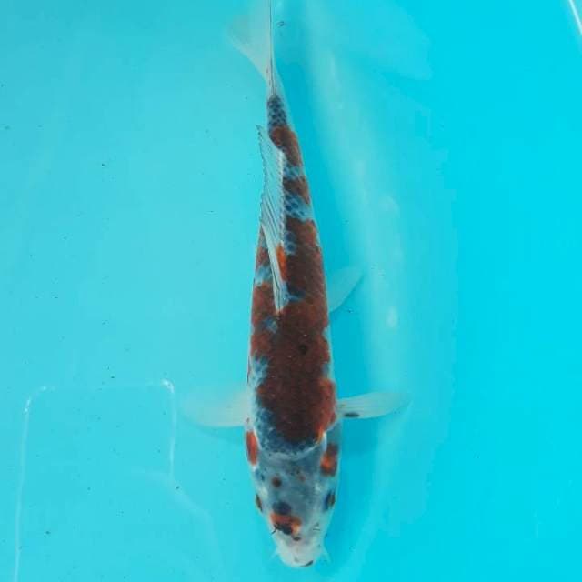 Kuro Goshiki 23cm