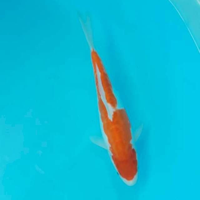 Doitsu Kohaku 25cm