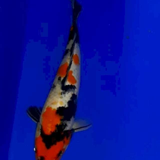 Showa 28 cm