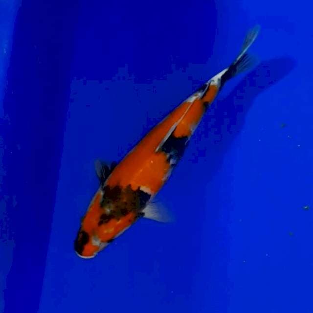 Showa 30 cm
