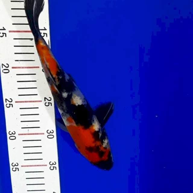 Showa 27 cm